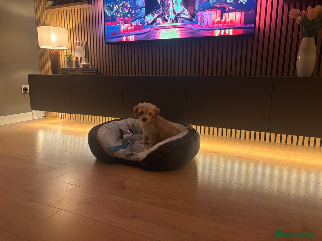 Cockapoo dogs for sale: Miniature Cockapoo Puppy (10 Weeks) - Advert 2