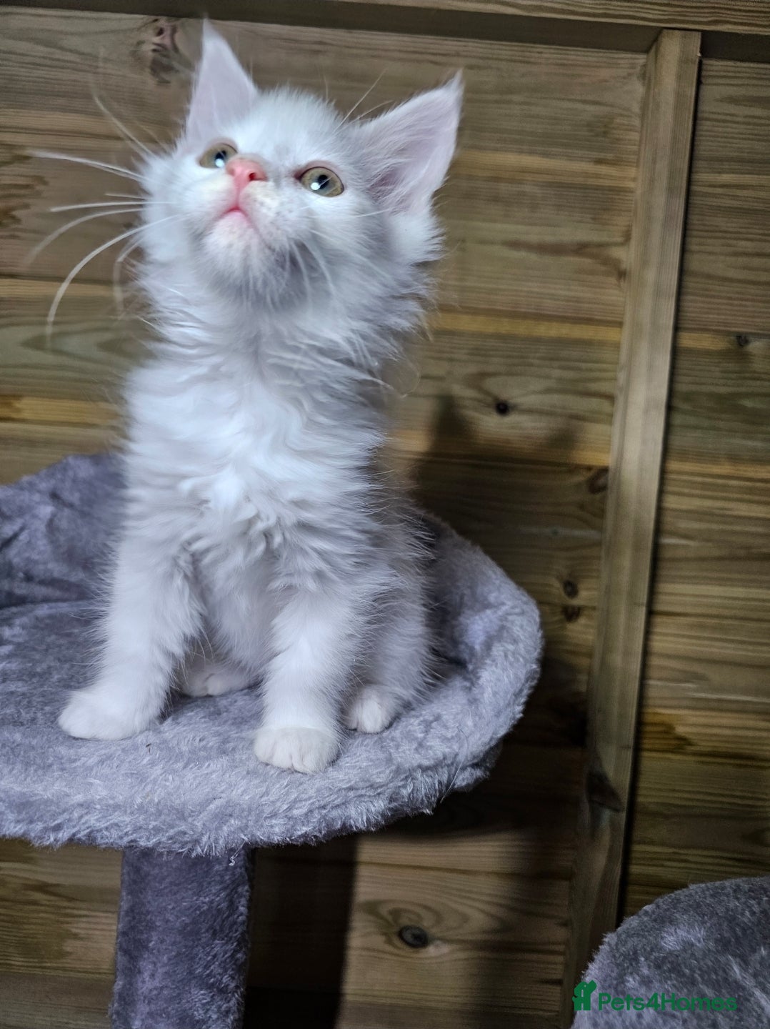 Maine Coon cats MAINE COON - Advert 15