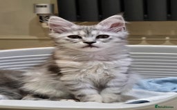 Maine Coon cats for sale: 1 GCCF Registered Female  - Image 8