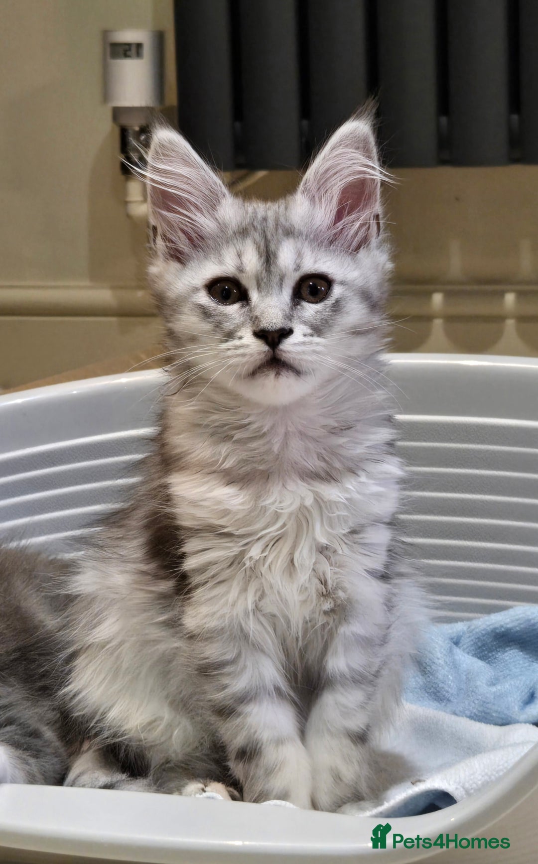 Maine Coon cats for sale: 1 GCCF Registered Female  - Image 8