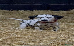 Dalmatian dogs for sale: 9 week old Dalmatian puppies available  - Advert 6