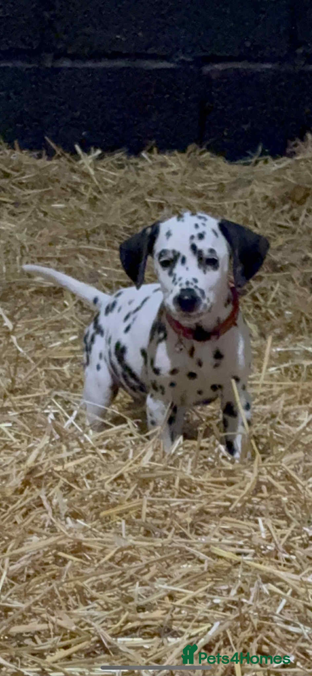 Dalmatian dogs for sale: 9 week old Dalmatian puppies available  - Advert 6