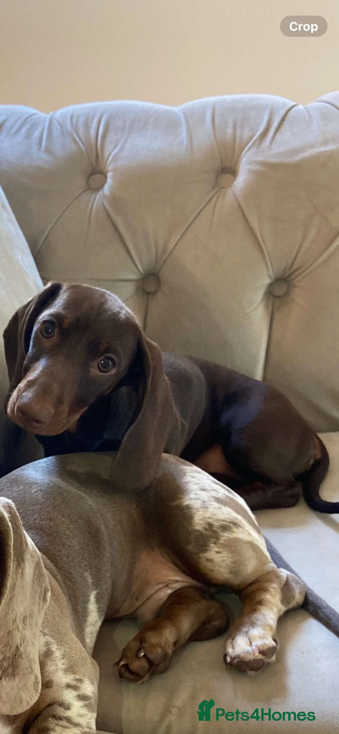 Dachshund dogs for sale: Female dachshund  - Advert 2