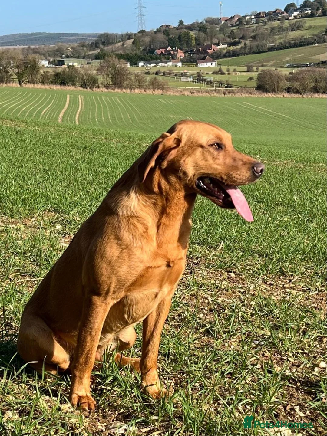 Labrador Retriever dogs for stud: EXTENSIVELY HEALTH TESTED FOX RED LABRADOR AT STUD in Petworth - Advert 15