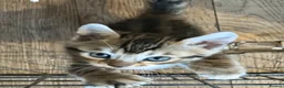 Bengal cats for sale: UPDATE 3 Gorgeous Bengal Kittens ready to reserve - Advert 15