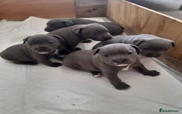 Staffordshire Bull Terrier dogs for sale: CHAMPION BLOOD LINES STOCKY BLUE STAFFY PUPS  - Image 2