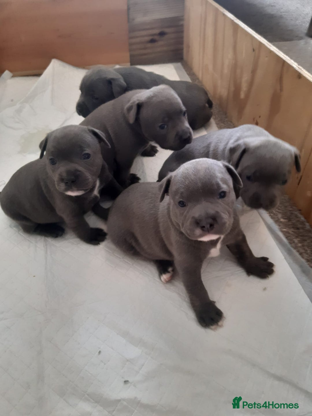 Staffordshire Bull Terrier dogs for sale: CHAMPION BLOOD LINES STOCKY BLUE STAFFY PUPS  - Image 2