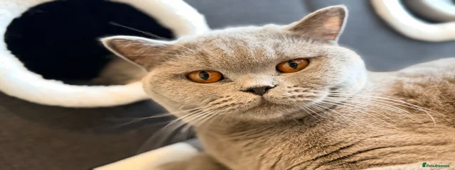 Leyla