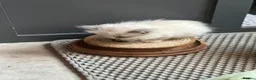Ragdoll cats for sale: Ragdolls - cute and fluffy  - Advert 3