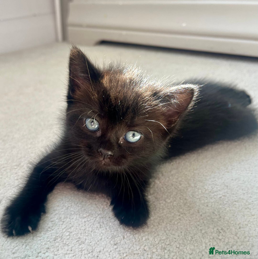 Ragdoll cats for sale: Very friendly Affectionate Ragdoll x kitten - Image 8