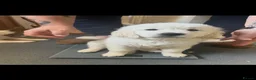 Golden Retriever dogs for sale: Stunning Cream Golden Retriever Puppies  - Advert 7