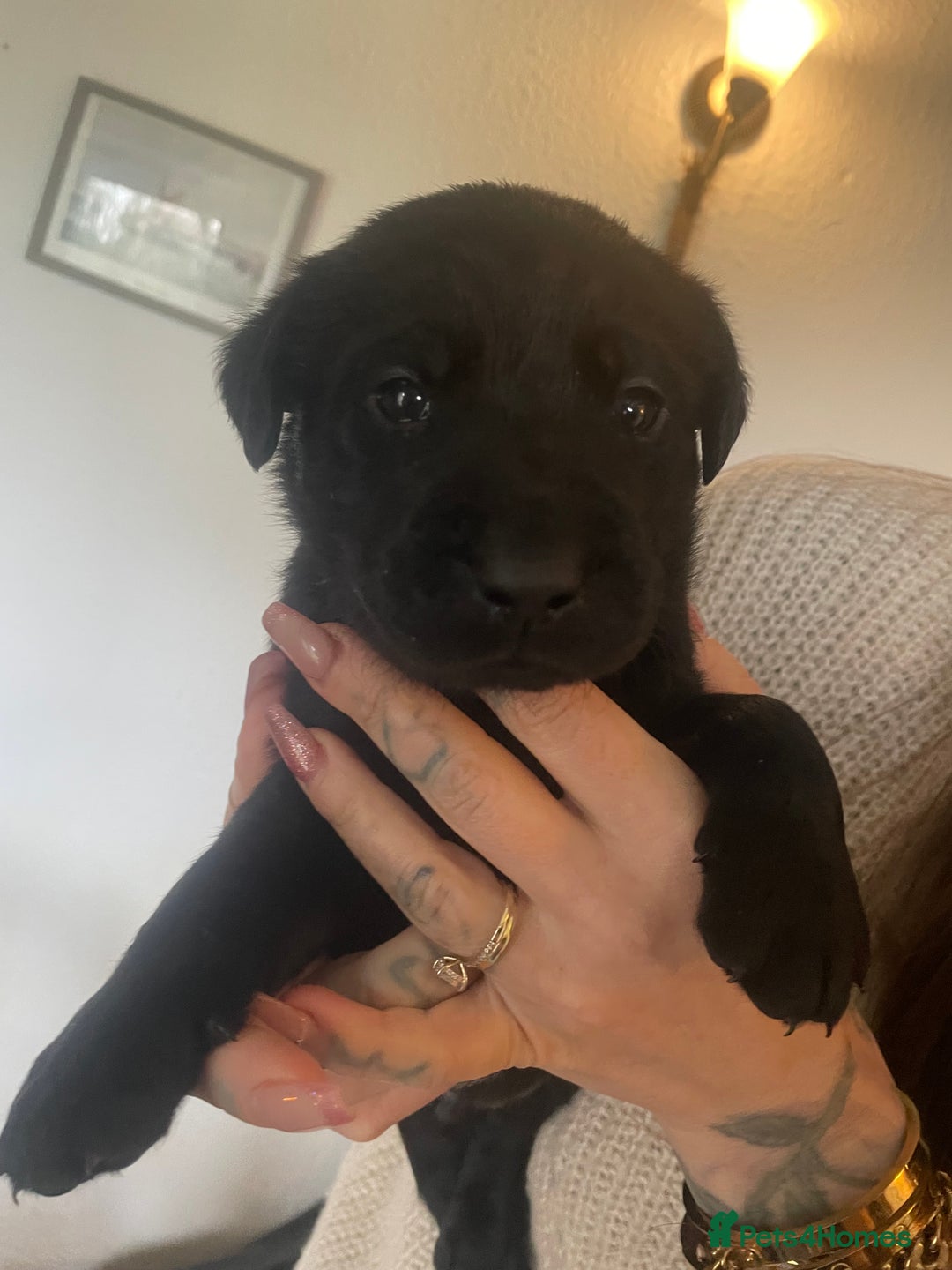 Labrador Retriever dogs for sale: Yellow and black lab puppies - Advert 10