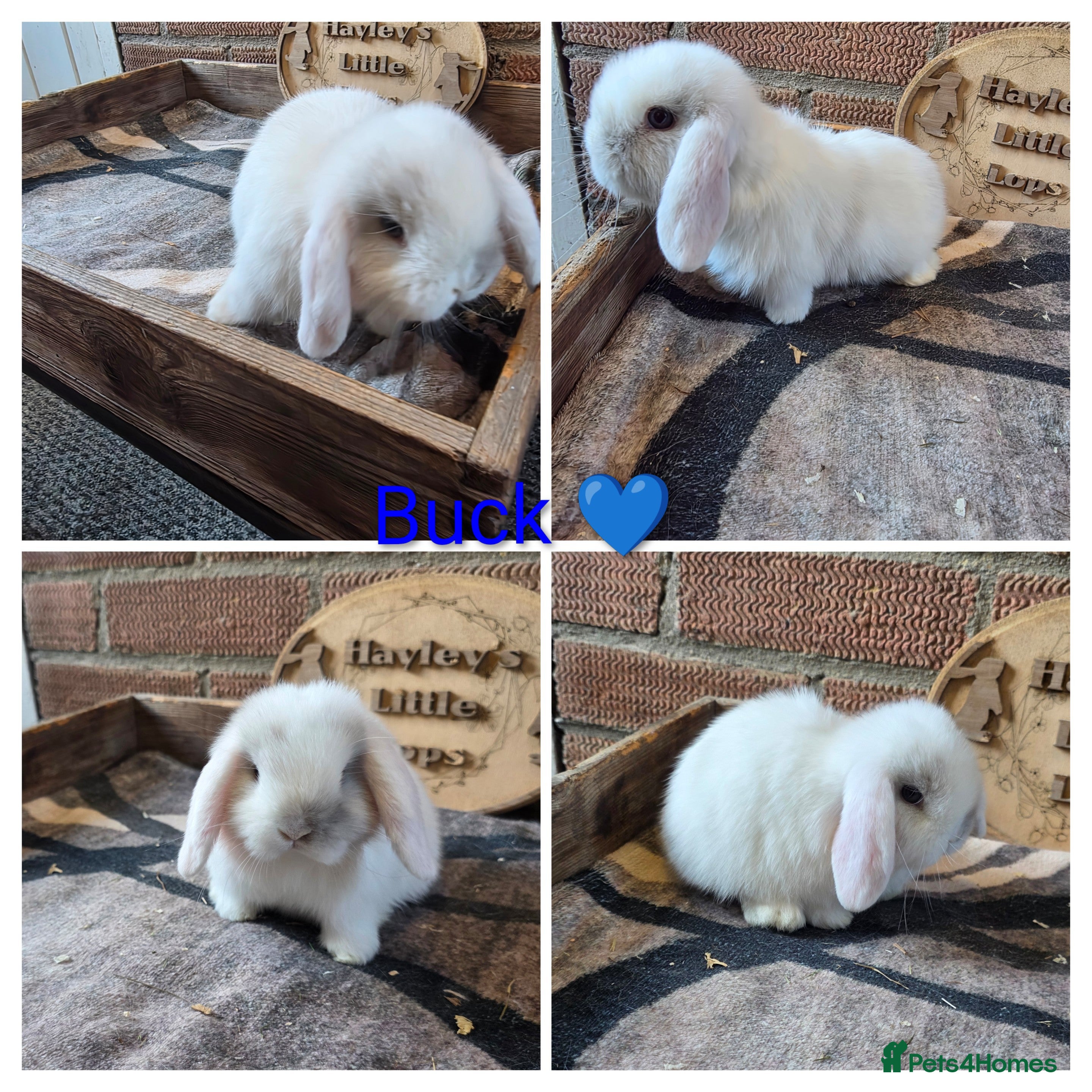 Mini Lop rabbits Gorgeous pure breed mini lops  - Advert 5
