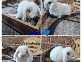 Mini Lop rabbits Gorgeous pure breed mini lops - Advert 5