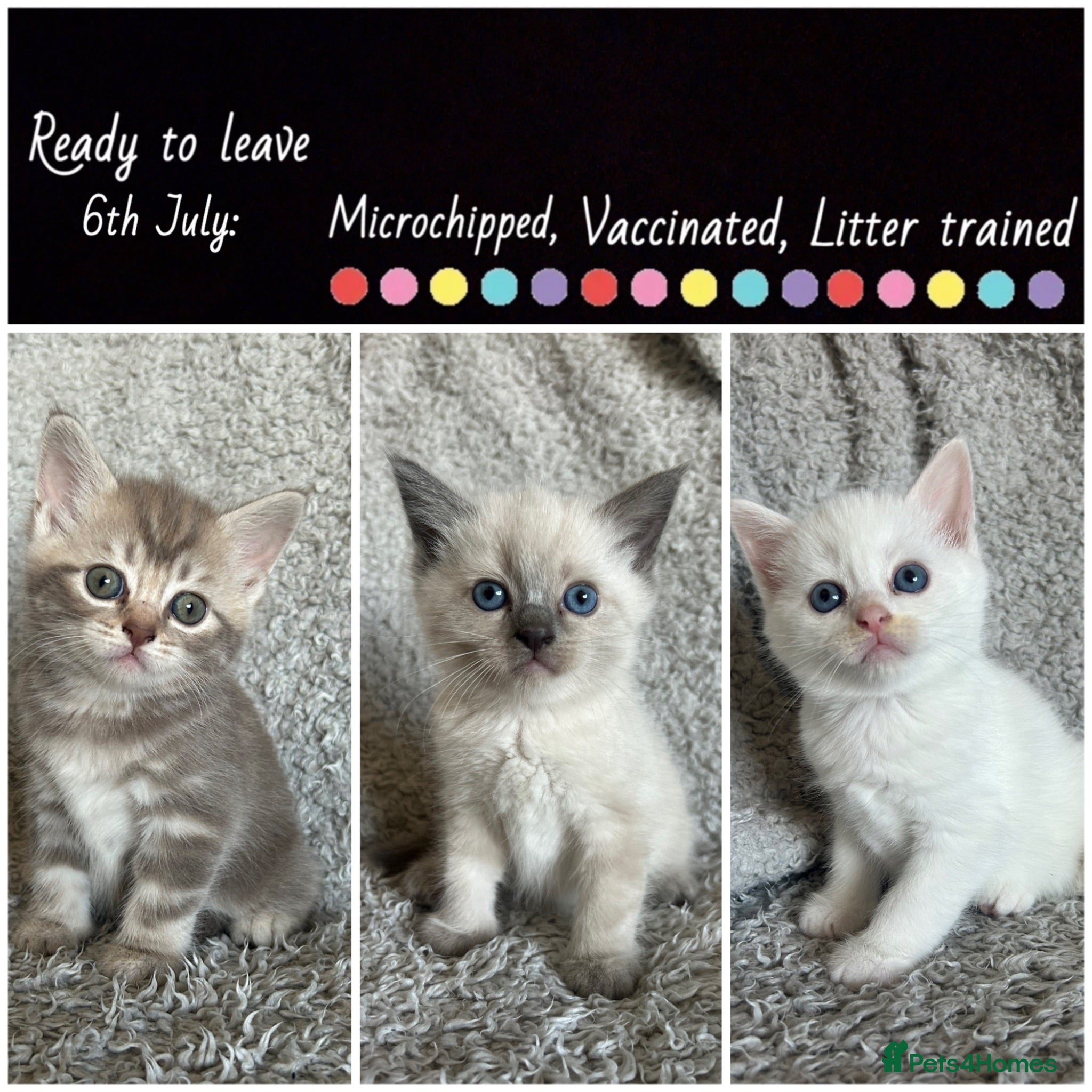 British Shorthair cats NORWEGIAN FOREST CAT X BRITISH SHORTHAIR KITTENS  - Advert 18