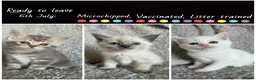 British Shorthair cats for sale: NORWEGIAN FOREST CAT X BRITISH SHORTHAIR KITTENS  - Advert 1