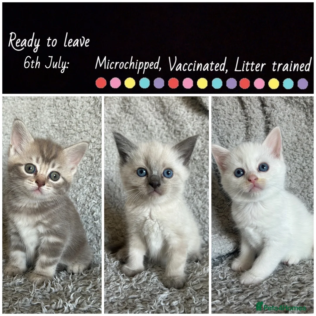 British Shorthair cats for sale: NORWEGIAN FOREST CAT X BRITISH SHORTHAIR KITTENS  - Advert 1