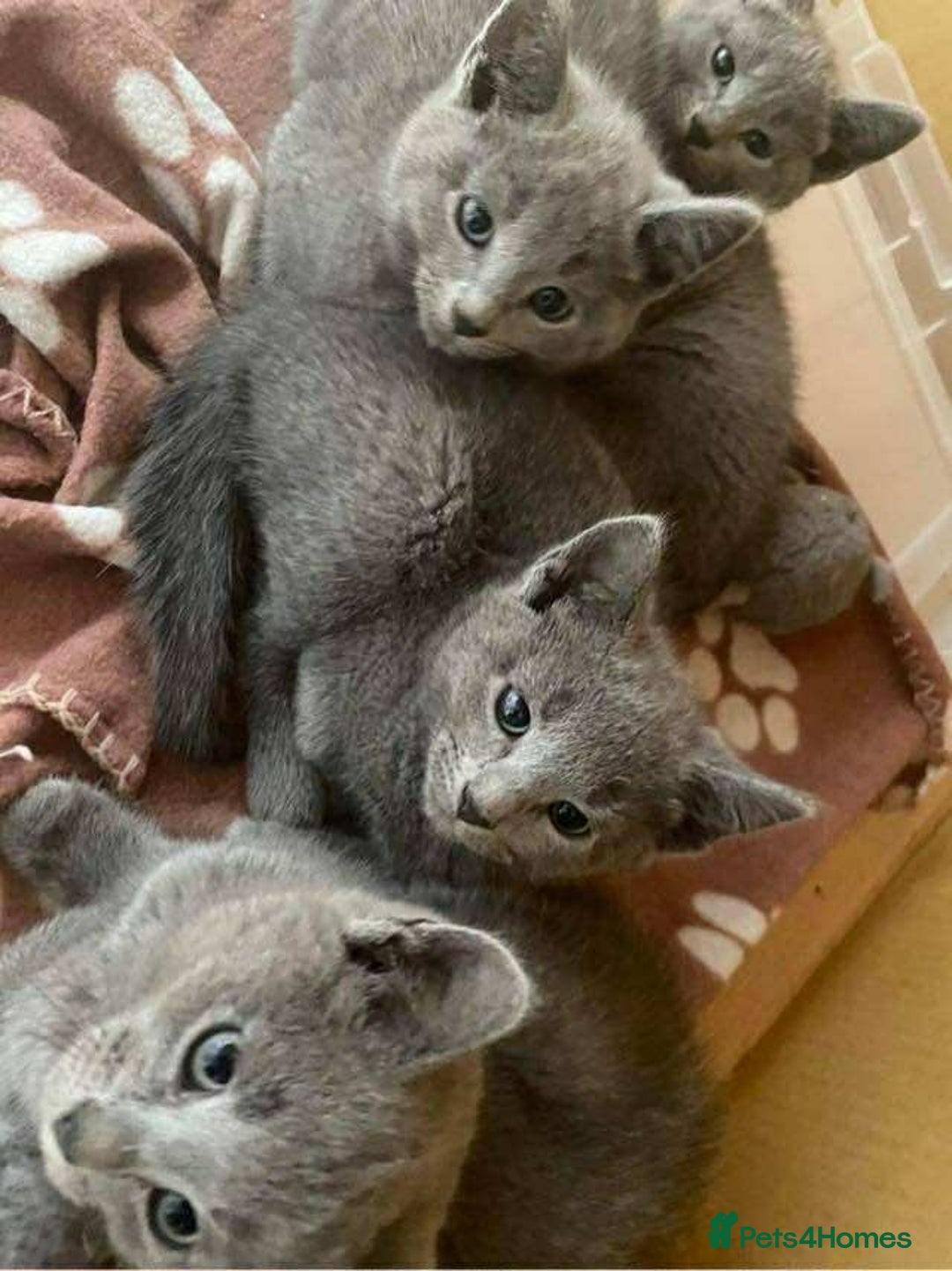 Russian Blue cats for sale: Russian Blue Kittens - Advert 3