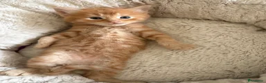 Rusty