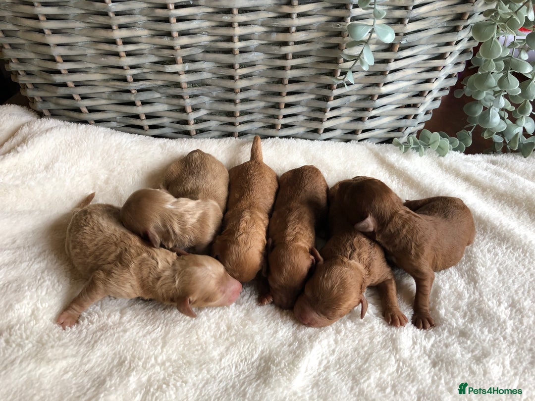 Cavapoochon dogs for sale: Cavapoochon puppies - Image 1