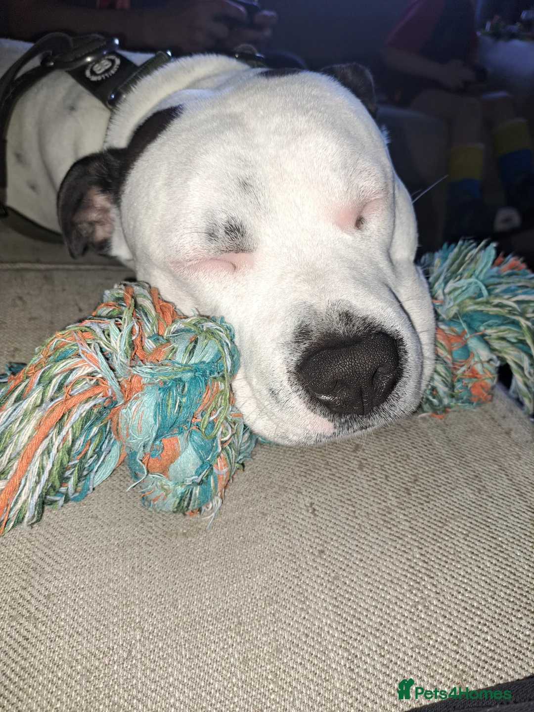 Staffordshire Bull Terrier dogs for sale: Spike  - Advert 1