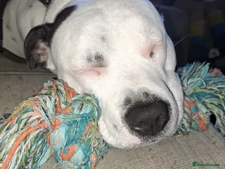 Staffordshire Bull Terrier dogs Spike - Advert 16