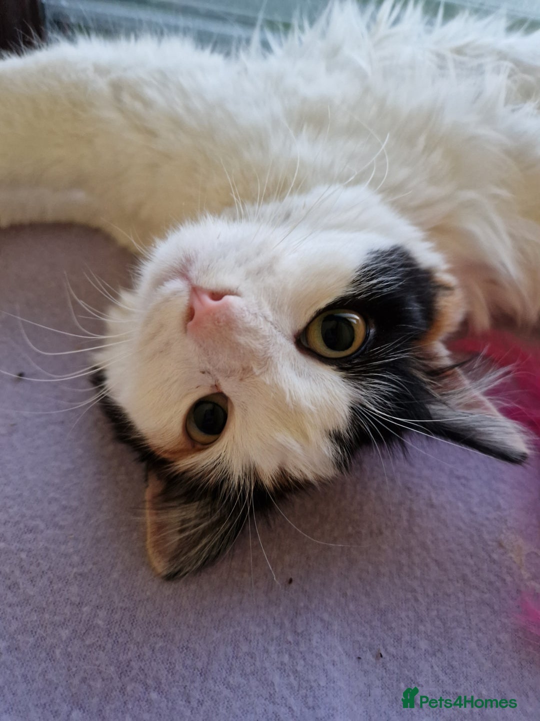 British Longhair cats for sale: Female adult cat - Image 3