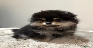 Pomeranian dogs KC Black&Tan Pom puppies stunning 🤩 🧡🖤 - Advert 1