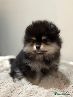 Pomeranian dogs KC Black&Tan Pom puppies stunning 🤩 🧡🖤 - Advert 3