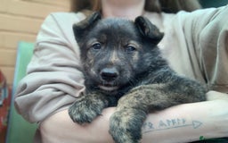 Mixed Breed dogs for sale: German Shepard X Dutch Herder Puppies - Image 29