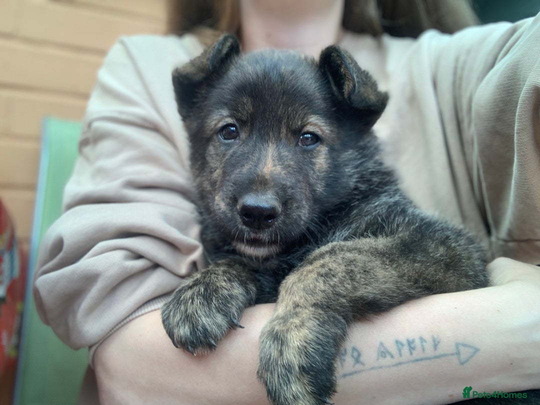 Mixed Breed dogs for sale: German Shepard X Dutch Herder Puppies - Image 29