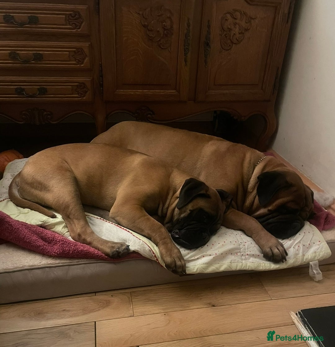 Bullmastiff dogs for sale: Beautiful Bullmastiff girl - Image 5