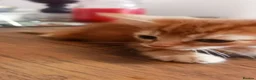 Mixed Breed cats for sale: Gorgeous Ginger and Tabby kittens - Advert 6