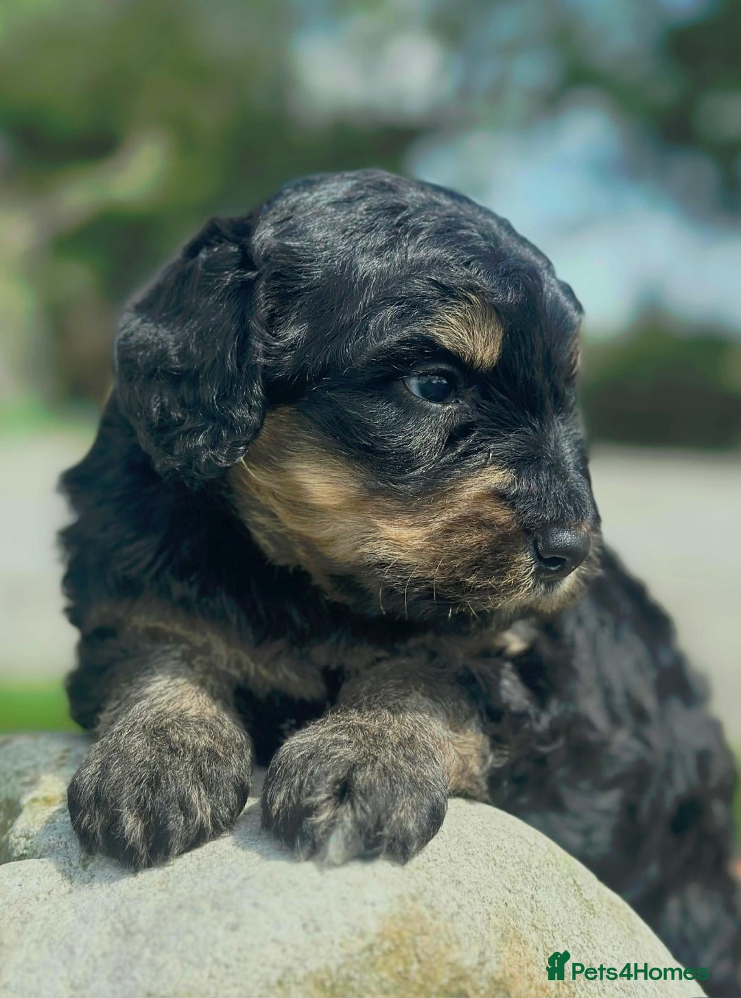 Bernedoodle dogs for sale: F1B STANDARD  BERNADOODLE LAST FEW - Image 7