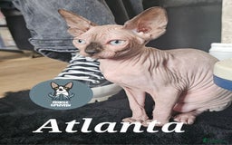 Sphynx cats for sale: Gccf sphynx kittens parents health tested  - Image 5