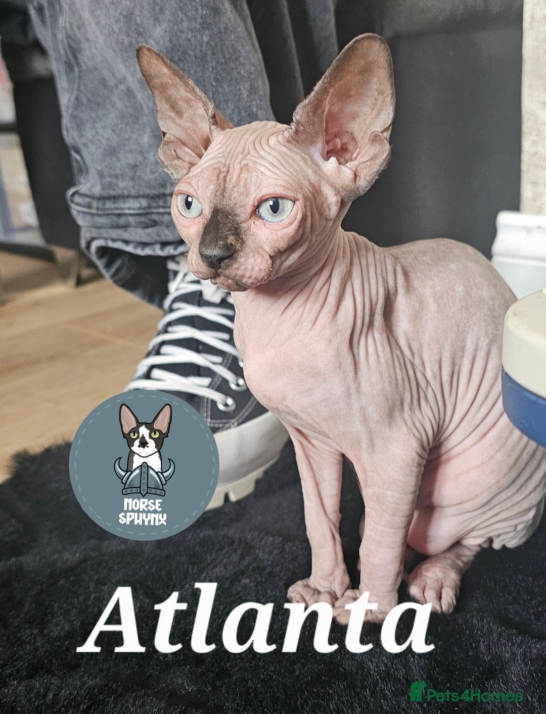 Sphynx cats for sale: Gccf sphynx kittens parents health tested  - Image 5