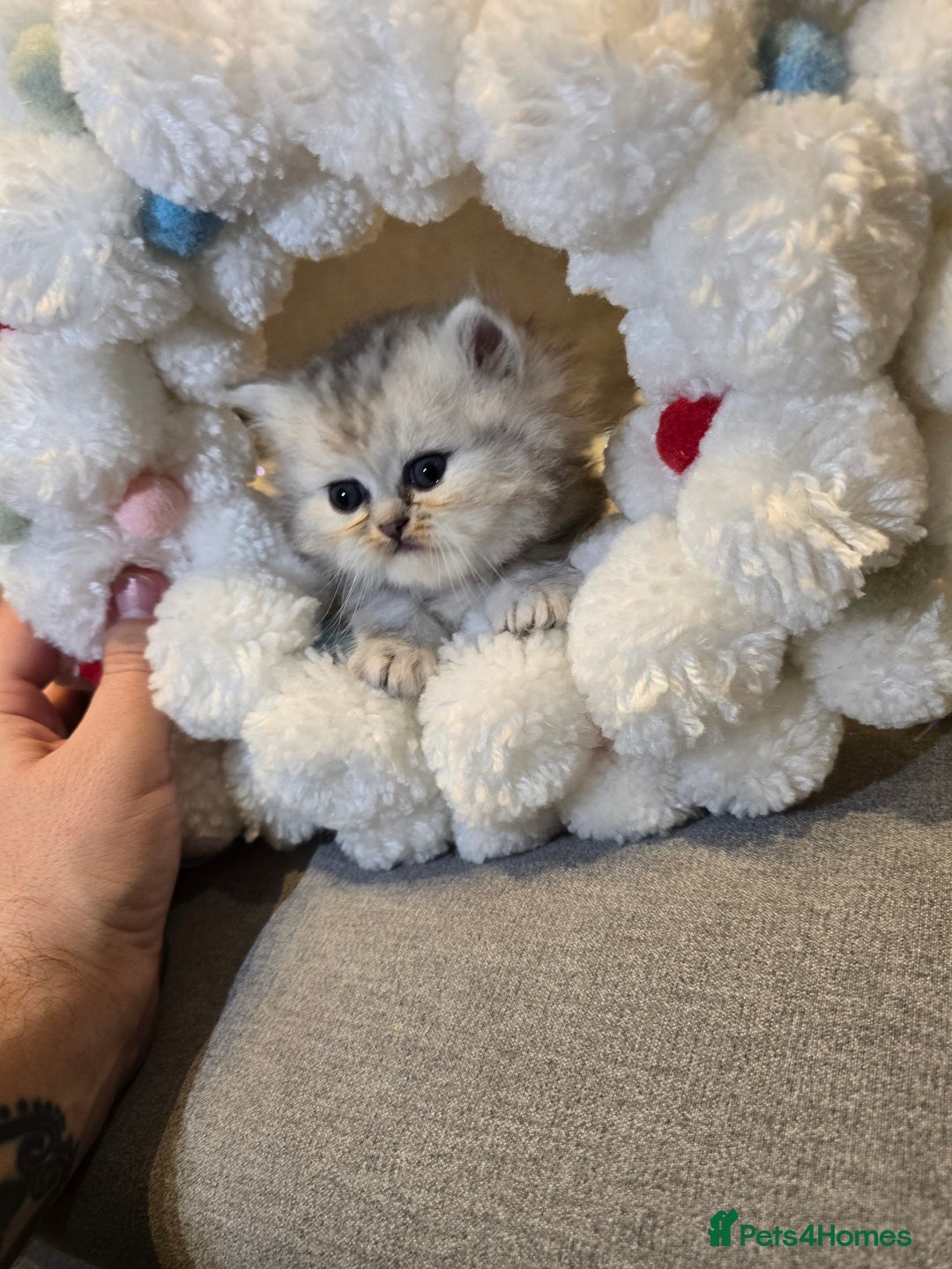 Persian cats for sale: Persian fluffy angels - Advert 13