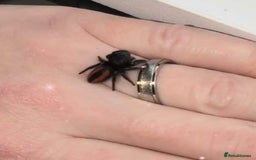 Spiders invertebrates for sale: Phidippus Ardens jumping spider, suspected female  - Image 3