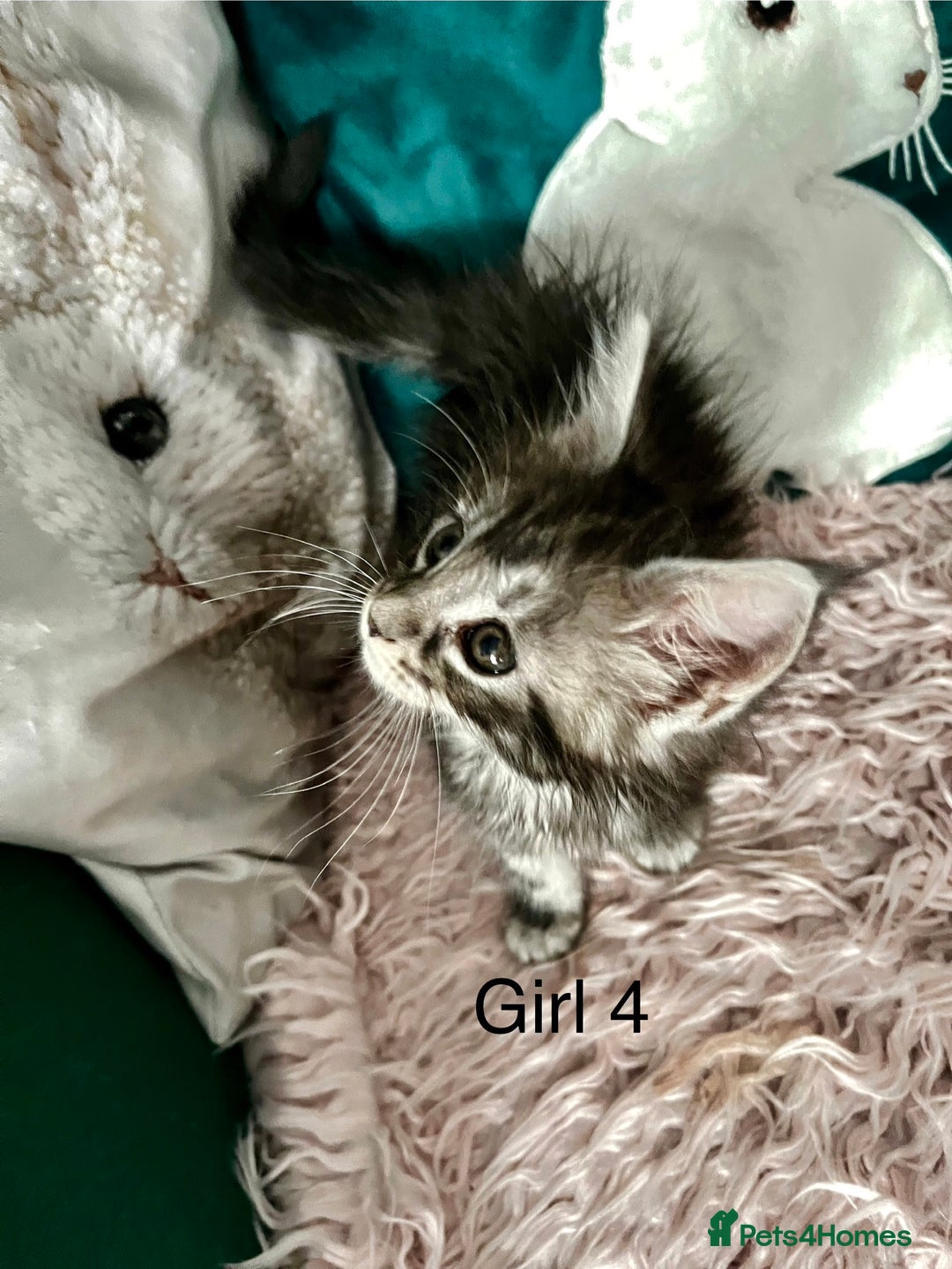 Maine Coon cats for sale: XXL Maine Coon kittens 🔥rare Black Smoke  - Image 20