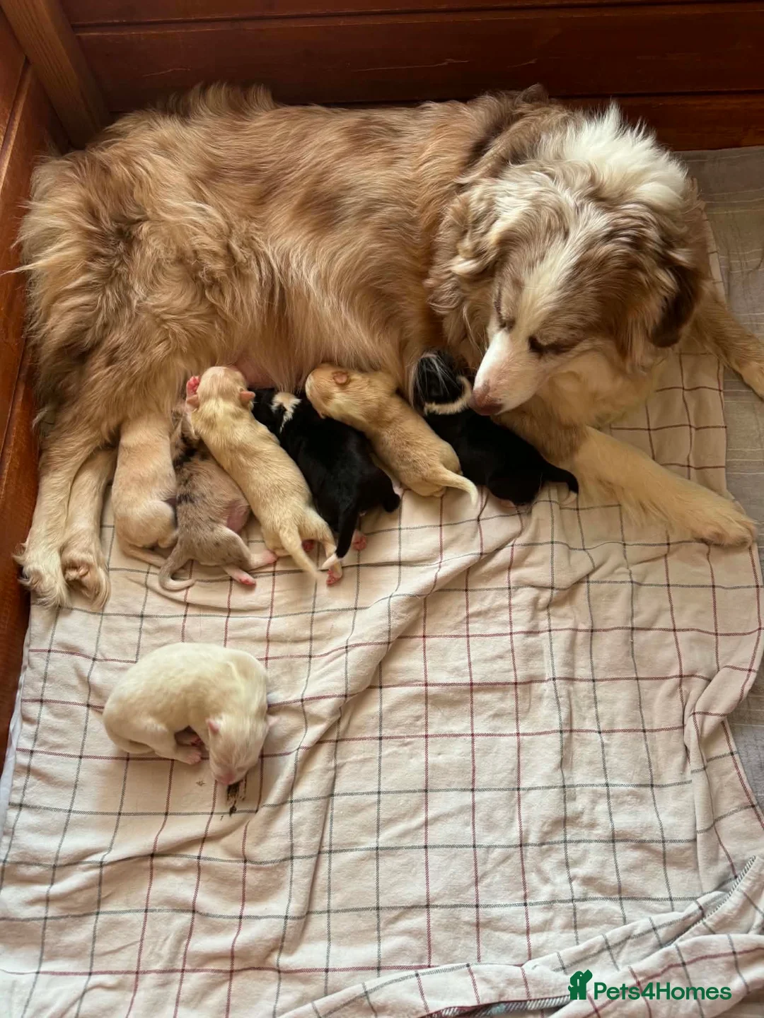 Border Collie dogs for sale: Stunning Champion line puppies  - Advert 34