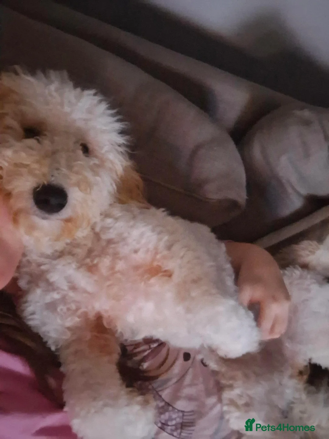 Poochon dogs for sale: Ruby  - Advert 1