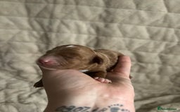 Cavapoo dogs for sale: 💫1 GIRL LEFT TOY CAVAPOO PUPPYS HEALTH TESTED 💫  - Advert 2