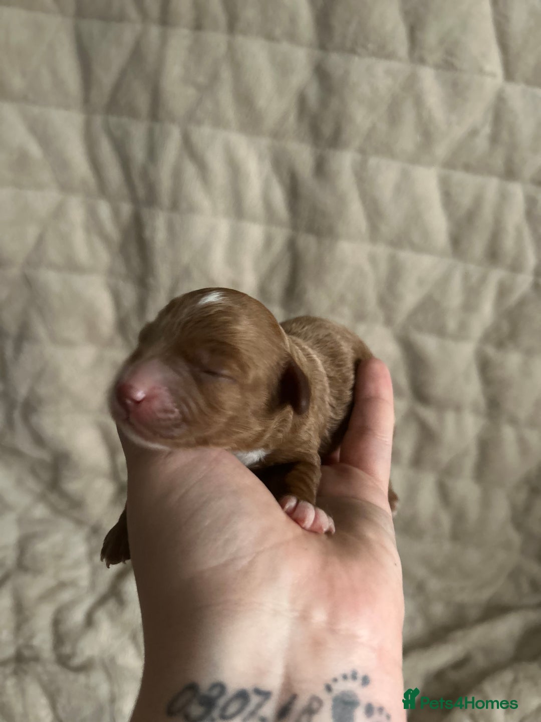 Cavapoo dogs for sale: 💫1 GIRL LEFT TOY CAVAPOO PUPPYS HEALTH TESTED 💫  - Advert 2