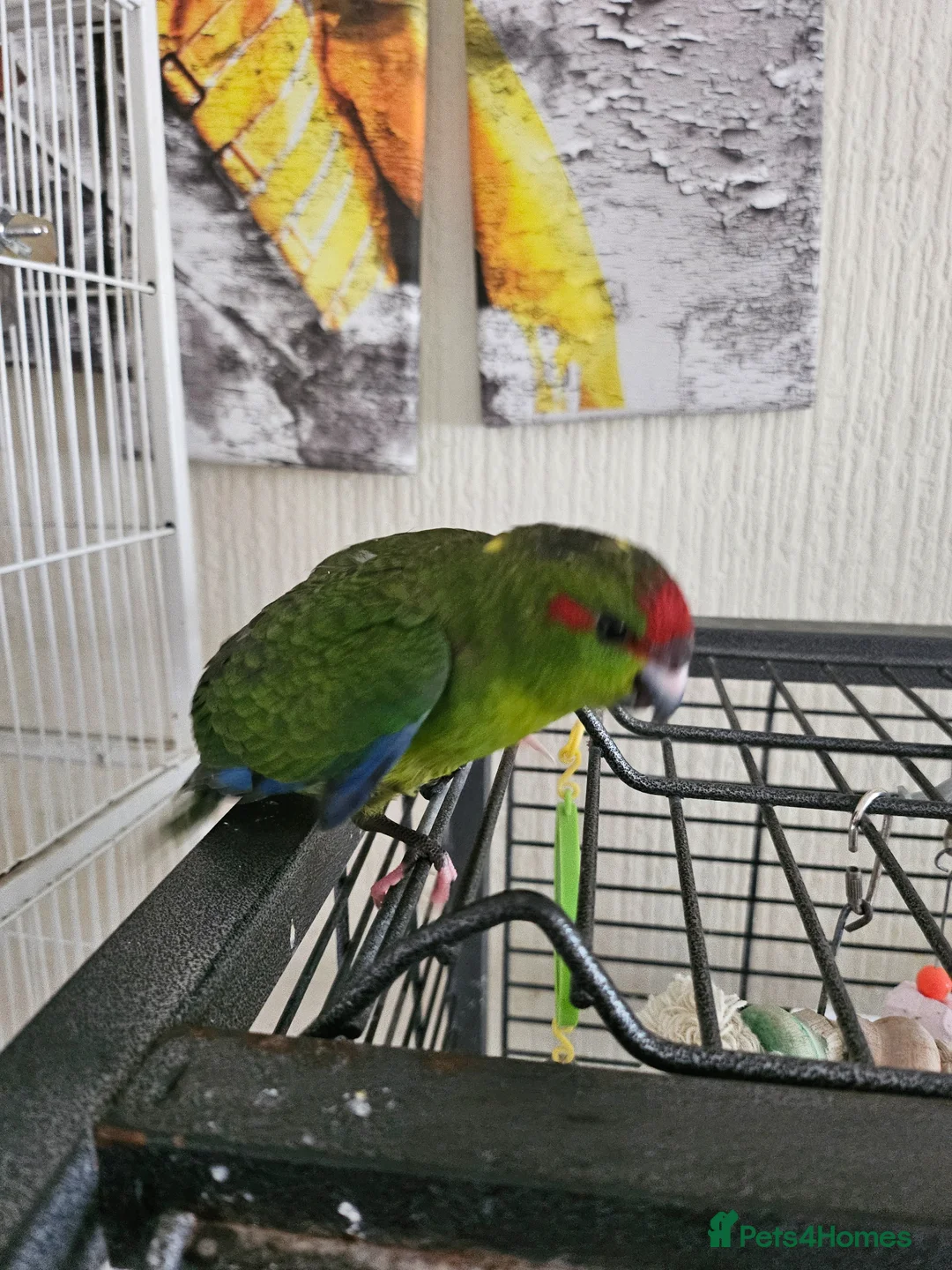Mixed Breed birds for sale:  kakariki chicks hand tame  - Advert 2