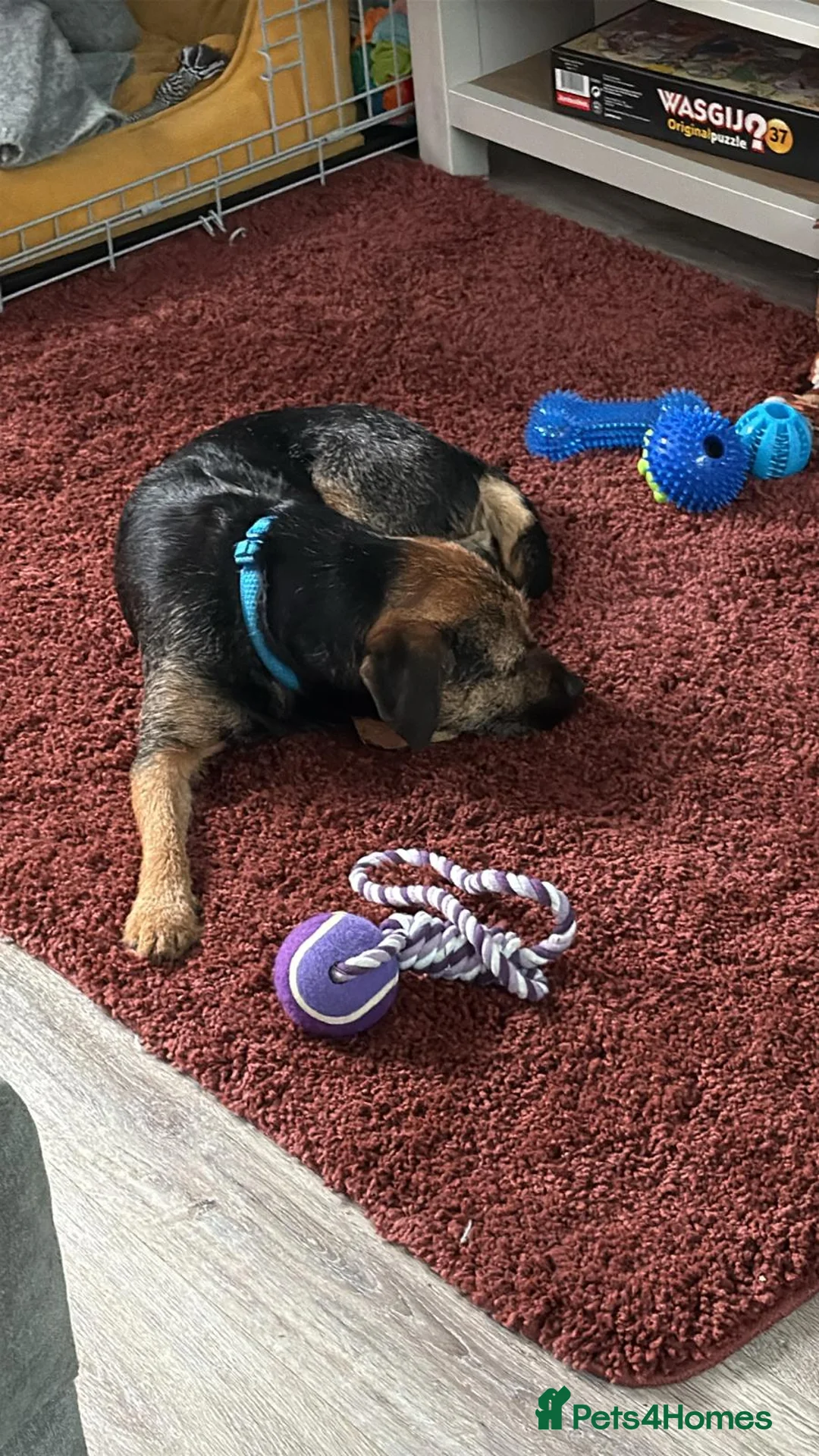 Border Terrier dogs for sale: Border Terrier - Advert 5