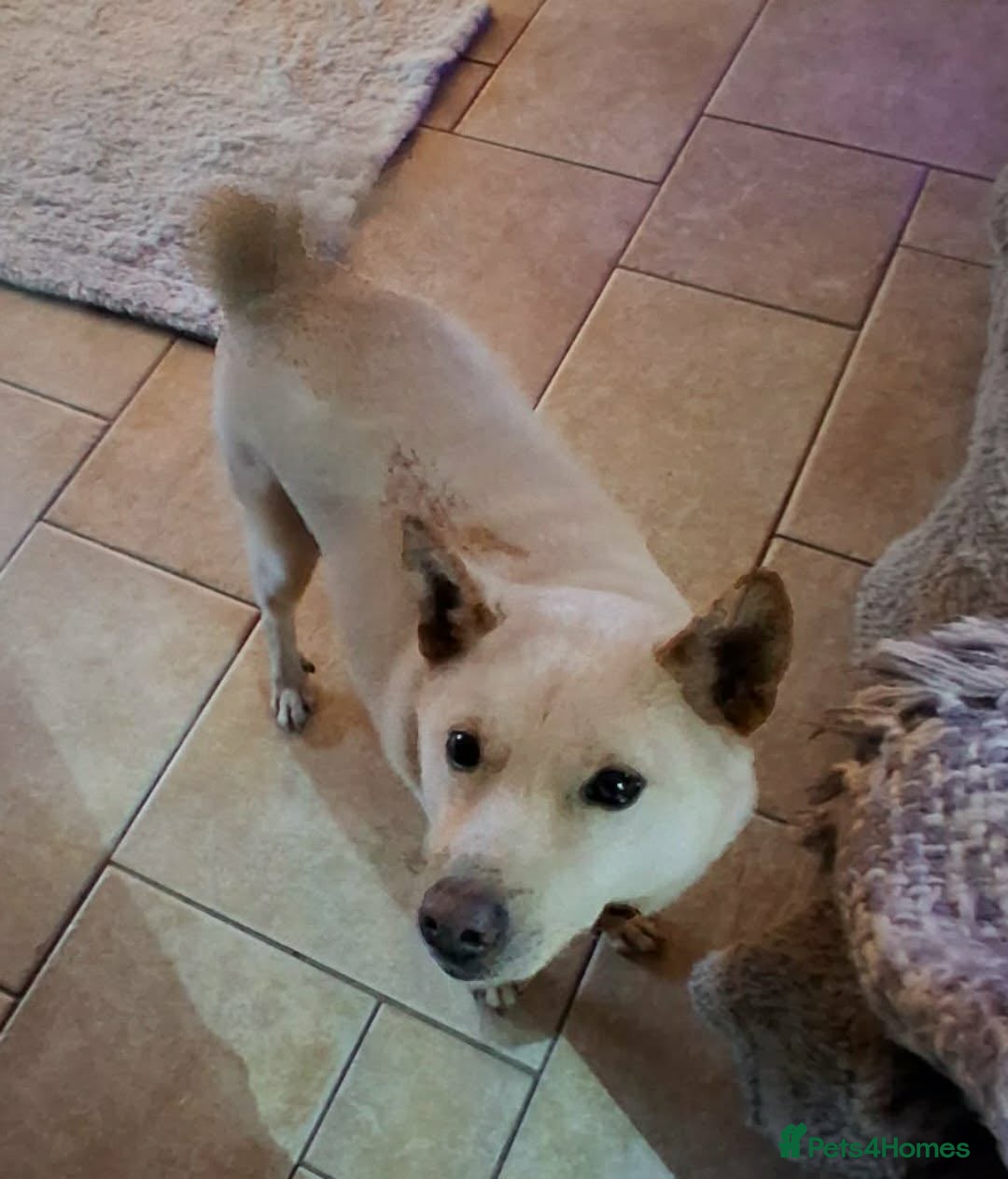 Japanese Shiba Inu dogs Jimmy 3 year Shiba x kindest trade survivor  - Advert 1