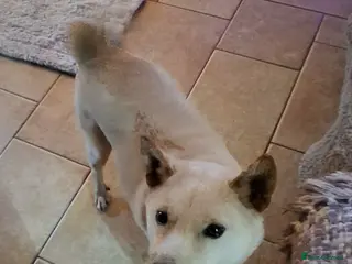 Japanese Shiba Inu dogs Jimmy 3 year Shiba x kindest trade survivor - Advert 1