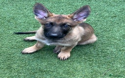 German Shepherd dogs for sale: gorgeous kc reg working blood line German Shepard  - Image 30