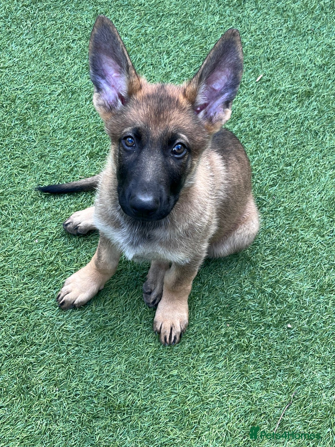 German Shepherd dogs for sale: gorgeous kc reg working blood line German Shepard  - Image 30