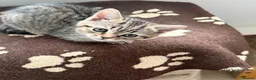 British Shorthair cats for sale: Unusual litter of British Shorthair Kittens  - Advert 9